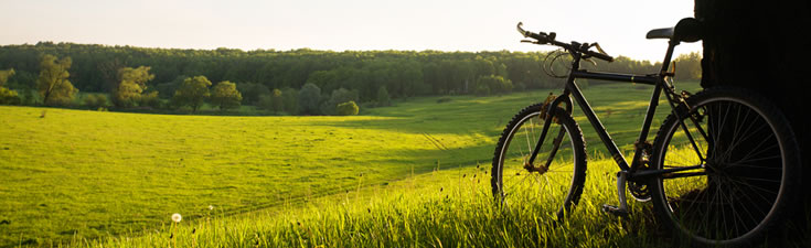 mountain bike against tree